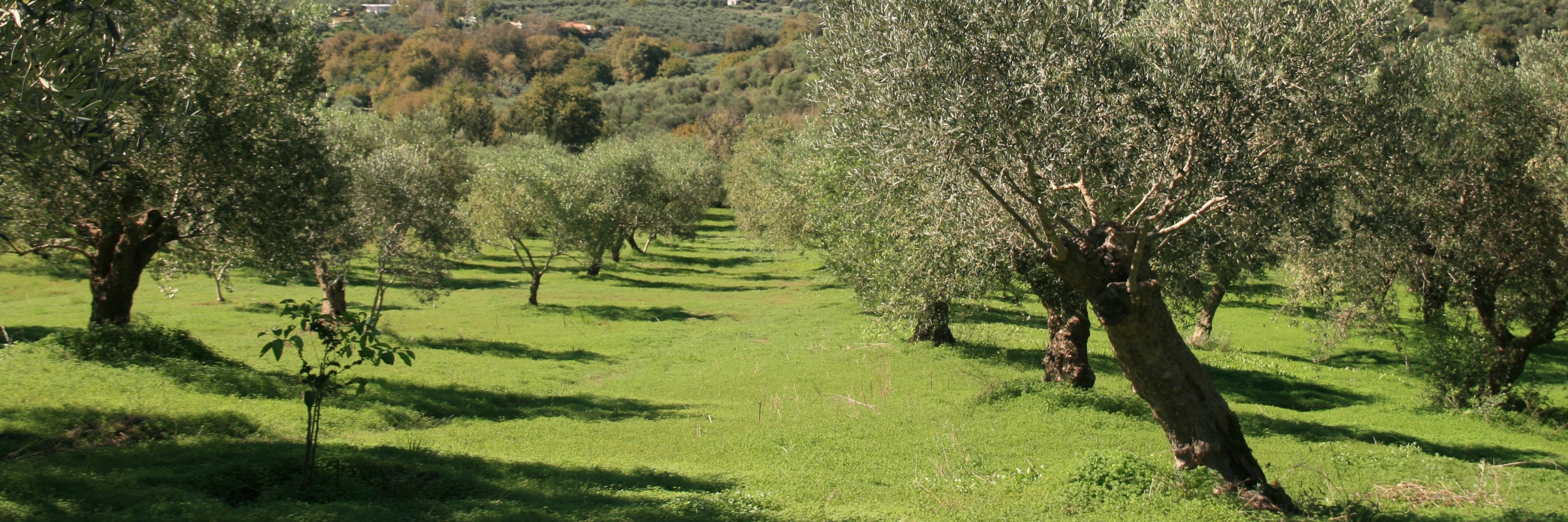 Kreta, Tradition in der Herstellung von reinen Olivenölseifen