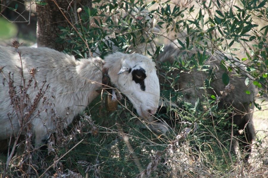 Schaf in Oliven